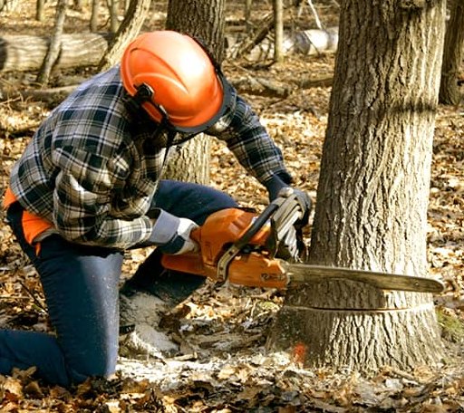 Tree Removal in Oslo, MN